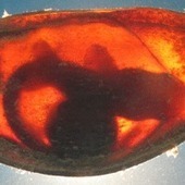 Why Shark Embryos Eat Each Other Up in Utero : DNews | Open Mind & Open Heart | Scoop.it