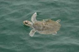 Report: Energy development threatens&nbsp;biodiversity | Environmental Sustainability | Scoop.it