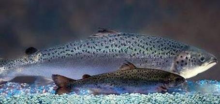 Whole Foods, Trader Joe's Among Retailers Saying No to Genetically Engineered Seafood | Corporate Social Responsibility, CSR, Sustainability, SocioEconomic, Community | Scoop.it