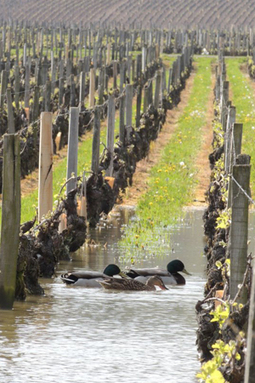 Pour les canards &ccedil;a va - pour les viticulteurs, un peu moins...... | Le Vin et + encore | Scoop.it
