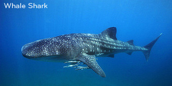 Scuba Diving in Philippines: Ideal Dives in Bohol, Anilao, Palawan, Malapascua... | Diving Destinations | Scoop.it