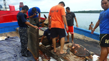 Dead sea turtles, corals seized in Vietnamese boat | Makamundo (Earthly) | Scoop.it