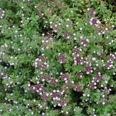 Graines De Thym Serpolet Jaune (20000+) - Couvre-Sol Vivace, Résistant Au Piétinement, Attire Les Abeilles