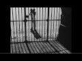 The First Films of Great Directors: Kubrick, Coppola, Scorsese, Tarantino & Truffaut | &Delta;&iota;&delta;&alpha;&sigma;&kappa;&alpha;&lambda;ί&alpha; &mu;&epsilon; &tau;&eta; &beta;&omicron;ή&theta;&epsilon;&iota;&alpha; &Nu;έ&omega;&nu; &Mu;έ&sigma;&omega;&nu; &sigma;&tau;&omicron; &Delta;&eta;&mu;&omicron;&tau;&iota;&kappa;ό | Scoop.it