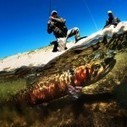 Pyramid Lake Lahontan cutthroat trout saved from extinction - RYOT | Fish Habitat | Scoop.it