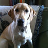 Gentle Dog Training and Care