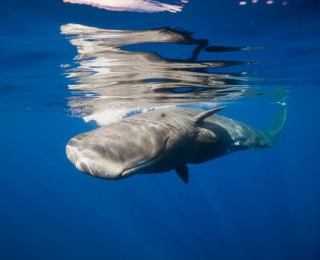 There's Gold in That Thar Whale Poop : Discovery News | Whale wonder | Scoop.it
