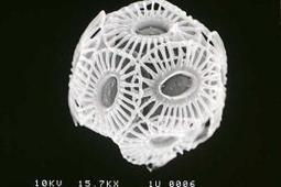 New study suggests ocean's plankton under greater threat from CO2 acidification | Latest in GLOBAL CLIMATE CHANGE News | Scoop.it