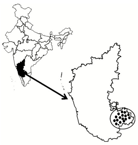 J Phytopathology: Emergence of 13_A2 Blue Lineage of Phytophthora infestans was Responsible for Severe Outbreaks of Late Blight on Tomato in South-West India (2012) | Plants and Microbes | Plant health | Scoop.it