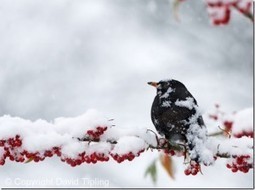 Garden Bird Photography Master Class | Photography Tips & Tutorials | Scoop.it