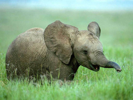 25 Cute Baby Elephant Photos | A Sense of the Ridiculous | Scoop.it