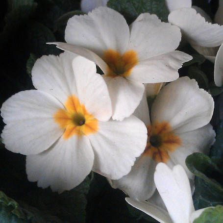 Primula vulgaris - Plants of the Month February 2012 | Plants Of the Month | Scoop.it