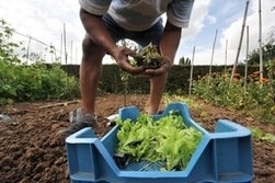 [Article] Apr&egrave;s les carottes des champs, les carottes des villes | GoodPlanet.info | Innovation sociale et Cr&eacute;ativit&eacute; citoyenne pour le Changement soci&eacute;tal | Scoop.it