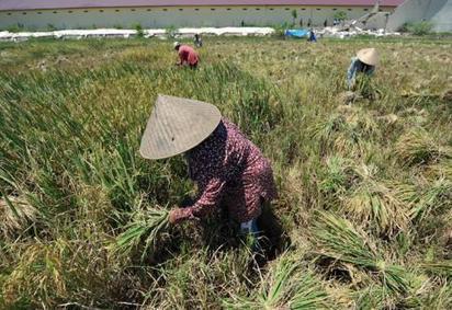 INDONÉSIE: Des droits inédits pour les paysans | Nature to Share | Scoop.it