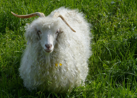 Princesse angora | The Blog's Revue by OlivierSC | Scoop.it