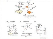 Novel insights into lipid antigen presentation 10.1016/j.it.2012.01.005 : Trends in Immunology | ScienceDirect.com | Virology and Bioinformatics from Virology.ca | Scoop.it