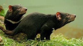 Fossils hint at first grasslands | AnnBot | Scoop.it