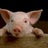 This Little Piggie Went To Market