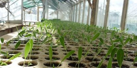 Dans un ancien bassin minier du Gard, des plantes d&eacute;voreuses de m&eacute;taux toxiques | biodiversit&eacute; en milieu urbain | Scoop.it