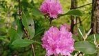 Luxulyan Valley study into Phytophthora kernoviae plant disease - BBC News | Plant Pests - Global Travellers | Scoop.it