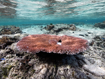 Coral Fights Back Against Warming Seas | Earth Island Institute Philippines | Scoop.it