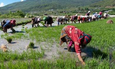IT CAN BE DONE: Bhutan set to become world's first wholly organic country. No Pesticides, No Chemicals, No GMO | YOUR FOOD, YOUR HEALTH: Latest on BiotechFood, GMOs, Pesticides, Chemicals, CAFOs, Industrial Food | Scoop.it