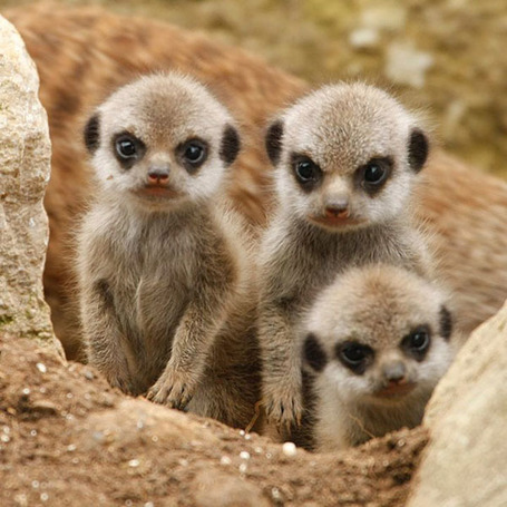 Deux nouvelles esp&egrave;ces de l&eacute;muriens d&eacute;couvertes &agrave; Madagascar | Akory! | Scoop.it