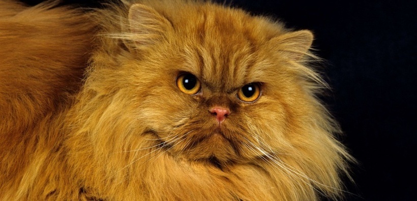 Impulsifs et dominateurs, les chats sont comme les lions