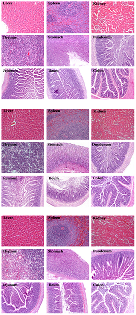 Effects of genetically modified T2A-1 rice on the GI health of rats after 90-day supplement : Scientific Reports : Nature Publishing Group | plant cell genetics | Scoop.it