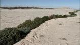 Volunteers Use Christmas trees to Rebuild NJ Dunes | Christmas Trees and More | Scoop.it
