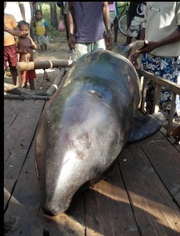 No all'Italia petrolizzata: L'air gun e le cento balene spaiggiate in Madagascar | Girando in rete... | Scoop.it