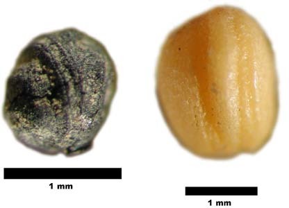 Photos of charred plant remains from early agriculture sites in the Near East.ns-titre | Pre-Modern Africa, the Middle East - and Beyond | Scoop.it
