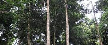 CORPOURABA Firm&oacute; Pacto por los Bosques de Antioquia | ::: CORPOURABA - Corporaci&oacute;n para el Desarrollo Sostenible del Urab&aacute; | Pacto Intersectorial por la Madera Legal en Colombia - PIMLC | Scoop.it