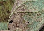 Southeast soybean growers have &lsquo;once in a blue moon&rsquo; opportunity this season | Soybeans content from Southeast Farm Press | Research from the NC Agricultural Research Service | Scoop.it