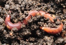 Beyond Pesticides Daily News Blog &raquo; Nanoparticles Found To Be Toxic to Earthworms | Nanotechnology & Health | Scoop.it