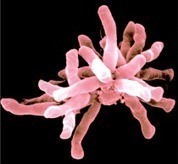 NCBI BLAST on Windows Azure - Microsoft Research | Next Gen Sequencing (NGS) and Bioinformatics at UVic | Scoop.it