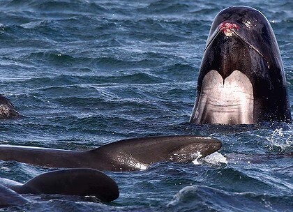 Race to prevent whale of a tragedy | A Scoop At Ecological Issues | Scoop.it