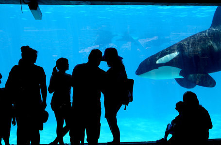 Smart, Social and Erratic in Captivity - New York Times | Honor the Orcas, Dive in! | Scoop.it