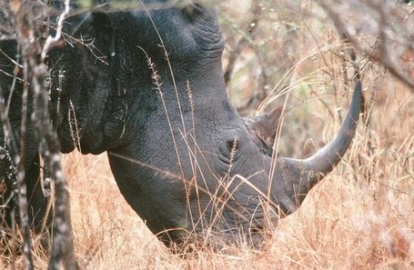Wildlife poaching: 2013 gets off to bloody start | Asian Correspondent | Rhino poaching | Scoop.it