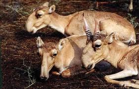 Massive deaths reported among saiga antelopes in&nbsp;Kazakhstan | T2M Network | Scoop.it