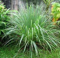 5 Easy to Grow Mosquito-Repelling Plants | Gardening Life | Scoop.it