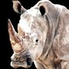 What's Happening to Africa's Rhino?