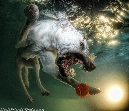 Dogs Underwater by Seth Casteel | The Dirt Floor | Street art : l'art dans la rue... | Scoop.it