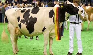 And 'Miss Germany' is &hellip; er &hellip; pull the udder one - The Guardian | Angelika's German Magazine | Scoop.it