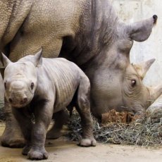 Africa's Western Black Rhino Declared Extinct | What's Happening to Africa's Rhino? | Scoop.it