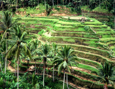 Olio di palma: il fondo sovrano norvegese mette al bando i colossi del Sud-Est asiatico. Ma c&rsquo;&egrave; anche un altro problema etico il land grabbing | Officina Gourmand | Scoop.it