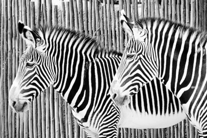 Zebra photography - The Photography Blog | The Art of the Horse | Scoop.it