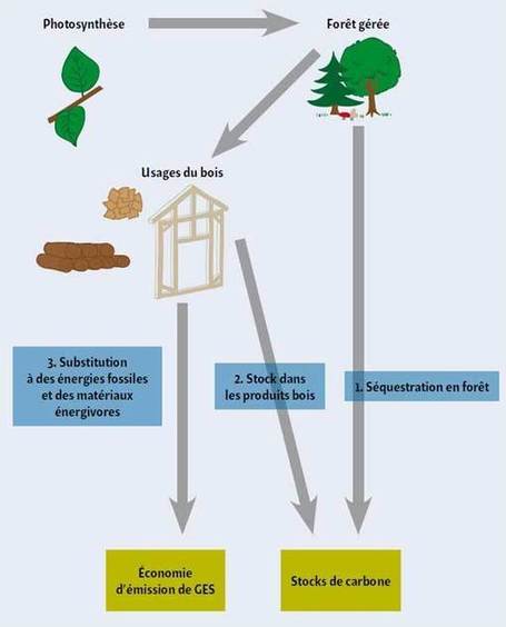 Les 3 S, le triple effet de la fili&egrave;re For&ecirc;t-bois - | Biodiversit&eacute; | Scoop.it