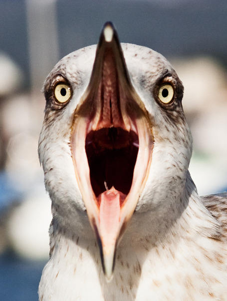 Seagull Scream | Birds, Birds, Birds | Scoop.it
