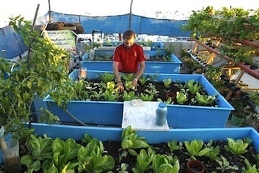UN Introduces Aquaponics to Urban Farming in Gaza &mdash; City Farmer News | Vertical Farm - Food Factory | Scoop.it